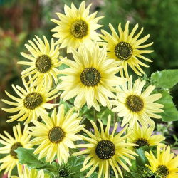 Sončnica 'Italijansko Zeleno Srce' - semena (Helianthus debilis)