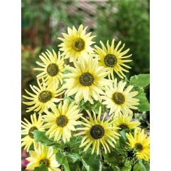 Sončnica 'Italijansko Zeleno Srce' - semena (Helianthus debilis)