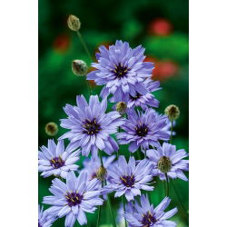 Modra katananha - semena (Catananche caerulea)