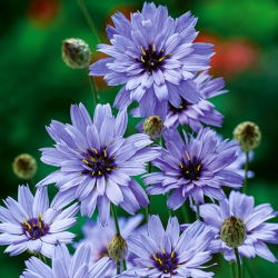 Modra katananha - semena (Catananche caerulea)