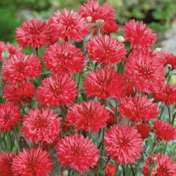 Rugiagėlė - raudona - (Centaurea cyanus) - Nuostabūs vidurvasario žiedai - Šviežios sėklos