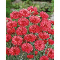 Rugiagėlė - raudona - (Centaurea cyanus) - Nuostabūs vidurvasario žiedai - Šviežios sėklos