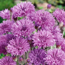 Rugiagėlė - violetinė - (Centaurea cyanus) - Didingi vasaros žiedai - Šviežios sėklos