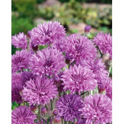Rugiagėlė - violetinė - (Centaurea cyanus) - Didingi vasaros žiedai - Šviežios sėklos