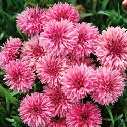 Rugiagėlė - rožinė - (Centaurea cyanus) - Žavingi romantiški žiedai - Šviežios sėklos
