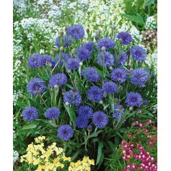 Žema rugiagėlė - mėlynais - (Centaurea cyanus nana) - Kompaktiškas vasaros žavesys - Šviežios sėklos
