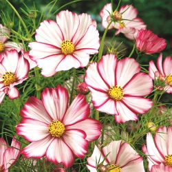 Cosmos Sensation 'Picotee' - variedade alta - sementes (Cosmos bipinnatus)