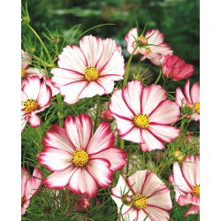 Cosmos Sensation 'Picotee' - variedade alta - sementes (Cosmos bipinnatus)
