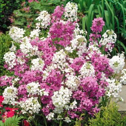 Večernice vonná - barevná směs - Hesperis matronalis - Voňavé směsné květy - Čerstvá semena