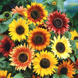Okrasna sončnica - Autumn beauty - Helianthus annuus