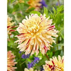 Dahlia - Cambridge