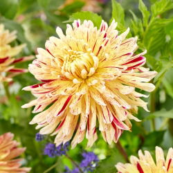 Dahlia - Cambridge