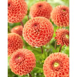 Dahlia - 'Cornel Brons'