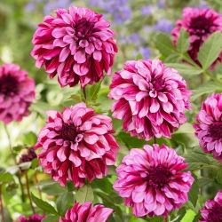 Dahlia - Cranberry Classic