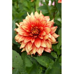Dahlia - Dazzling Magic