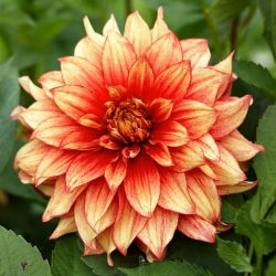 Dahlia - Dazzling Magic