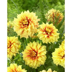 Dahlia - Dazzling Sun