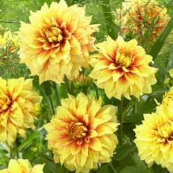 Dahlia - Dazzling Sun