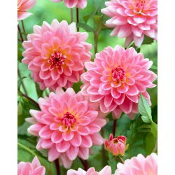 Dahlia - 'Gerrie Hoek'