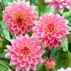 Dahlia - 'Gerrie Hoek'