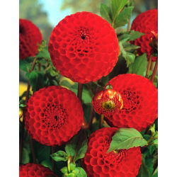 Dahlia - Glow - pom-pom flowered - Large Pack! - 10 pcs