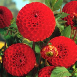 Dahlia - Glow - pom-pom flowered - Large Pack! - 10 pcs