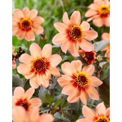 Dahlia - HS First Love