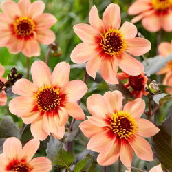 Dahlia - HS First Love