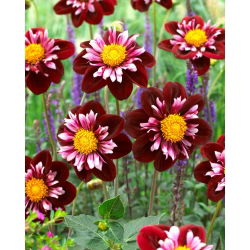 Dahlia - Joyful Investment