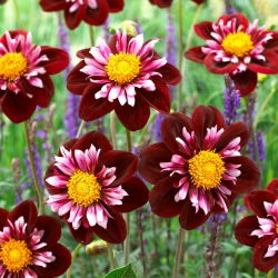 Dahlia - Joyful Investment