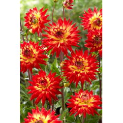 Dahlia - Karma Bon Bini