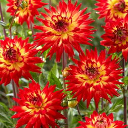 Dahlia - Karma Bon Bini