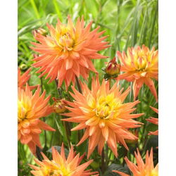 Dahlia - Karma Corona - GIGA Pack! - 50 pcs