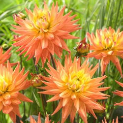 Dahlia - Karma Corona