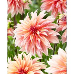 Dahlia - Labyrinth