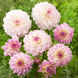 Dahlia - Minnesota