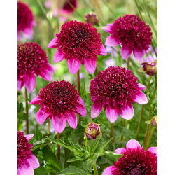 Dahlia - Missis Abigail