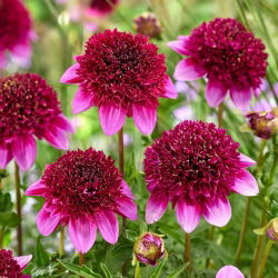 Dahlia - Missis Abigail