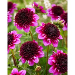Dahlia - Missis Amy