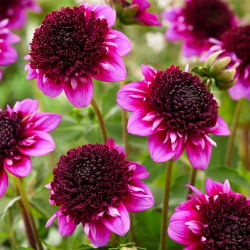 Dahlia - Missis Amy