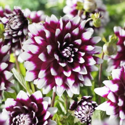 Dahlia - Mystery Day - Large Pack! - 10 pcs