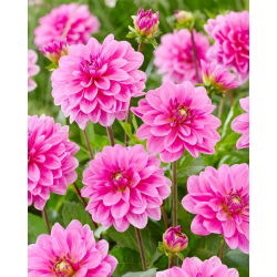 Dahlia - Onesta - Large Pack! - 10 pcs