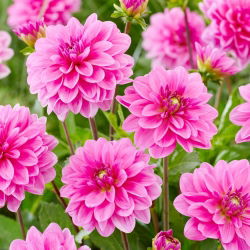 Dahlia - Onesta - Large Pack! - 10 pcs
