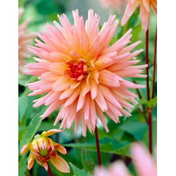 Dahlia - Preference