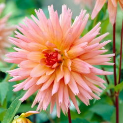 Dahlia - Preference
