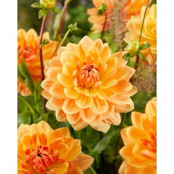 Dahlia - Rancho