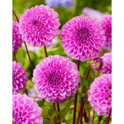 Dahlia - Robann Regal