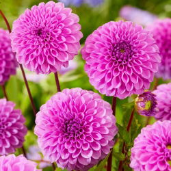 Dahlia - Robann Regal
