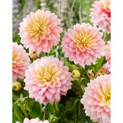 Dahlia - 'Sheer Heaven'