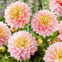 Dahlia - 'Sheer Heaven'